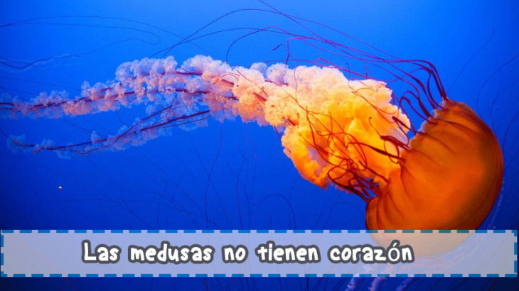 Medusas