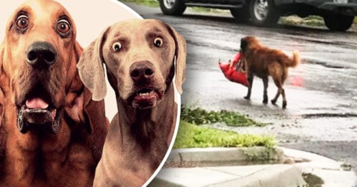 Cover Perro se hace con un saco de pienso después del huracán Harvey