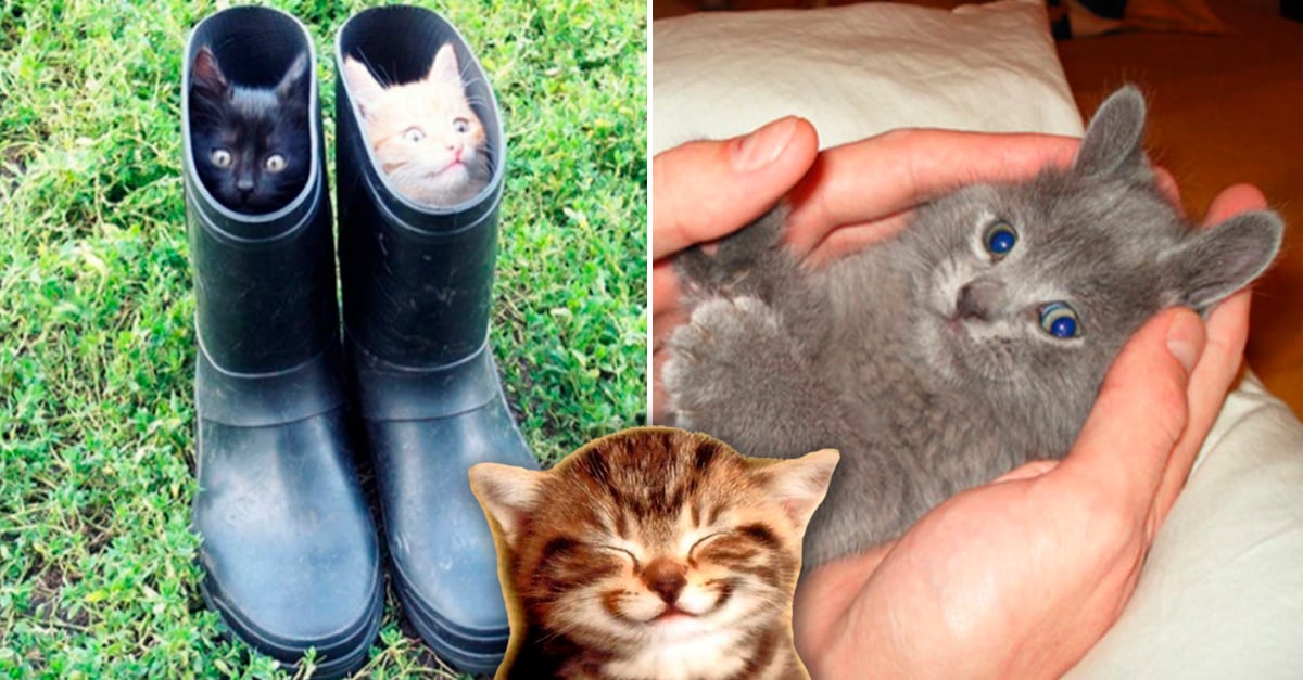 17 Razones Por Las Cuales Debes Tener Un Gato En Tu Vida 17 Razones Por Las Cuales Debes Tener Un Gato En Tu Vida