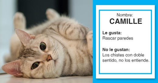 Cover  Los gatitos más divertidos que conocerás hoy, están buscando familia