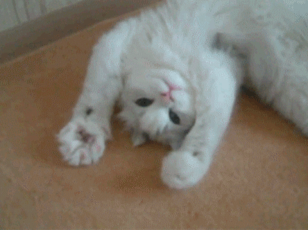 gatito blanco bonito