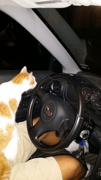 gato auto intruso