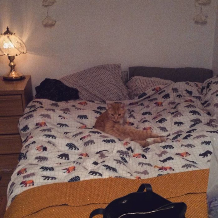 gato apareció en la cama ricitos de oro