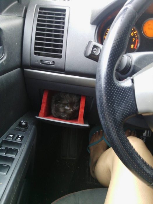 gato escondido en el auto