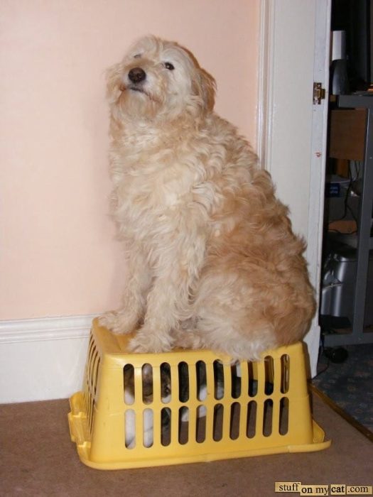 perro escondiendo al gato