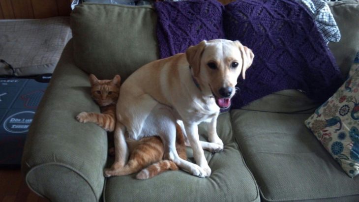 perro sentado sobre el gato