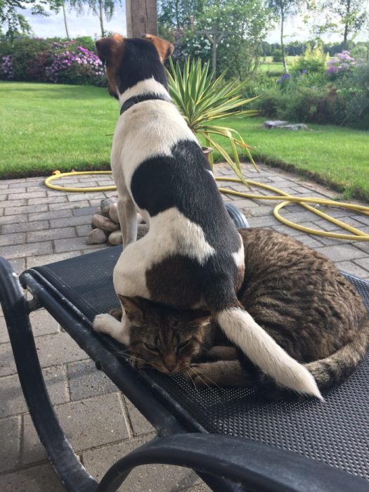 gato perro sentado