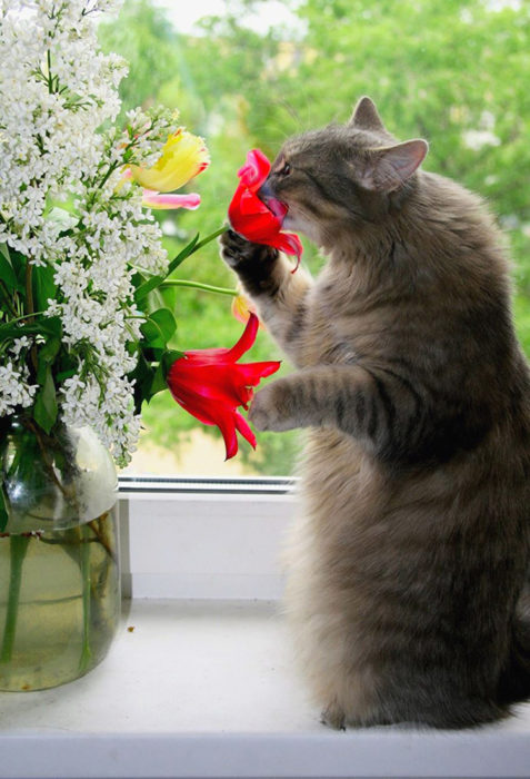 Gatos tiernos oler flores