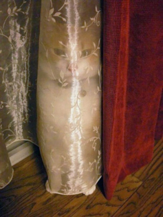 Gatos tiernos escondido en la cortina