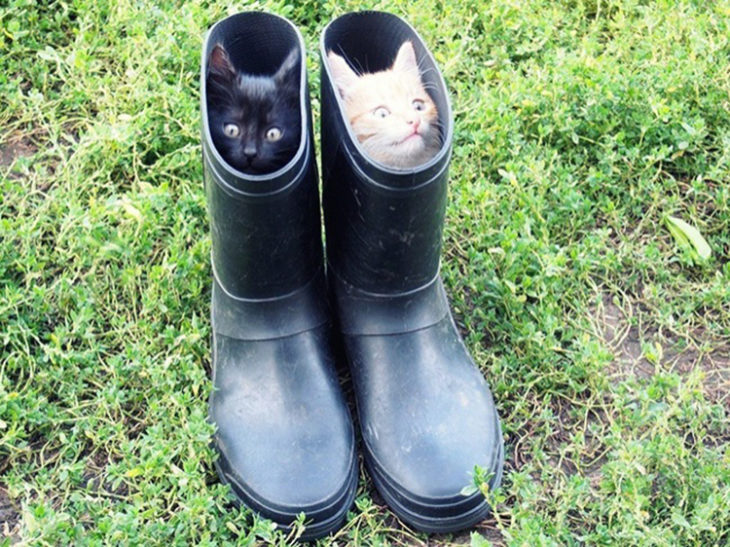 Gatos tiernos negro y blanco escondidos en botas