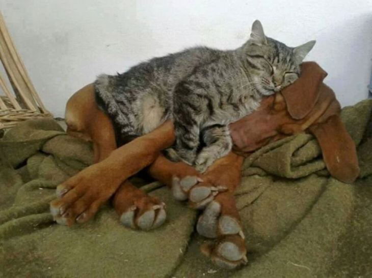 Gatos tiernos abrazo perruno