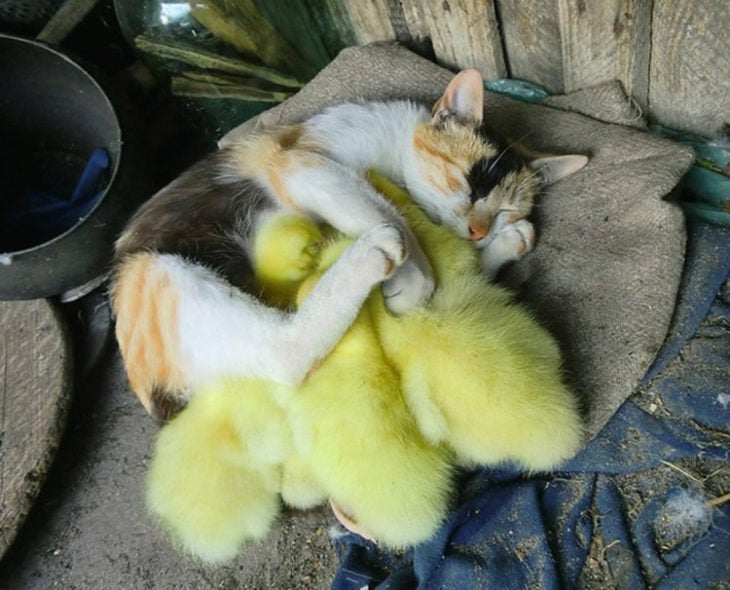 Gatos tiernos abrazo a patito