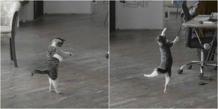 Gatos tiernos bailando solo