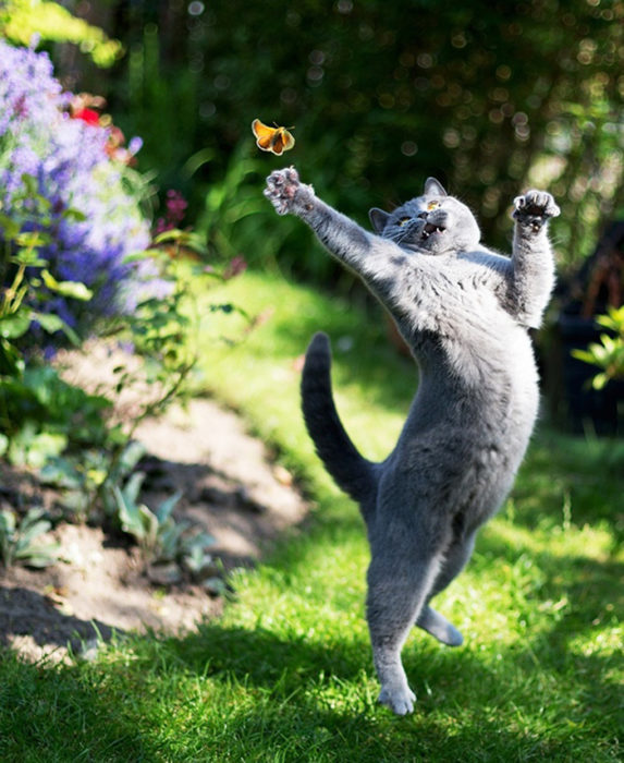 Gatos tiernos bailando en el jardín