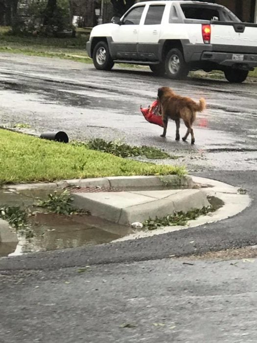 huracán harvey perro croquetas