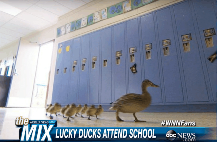 patos en escuela