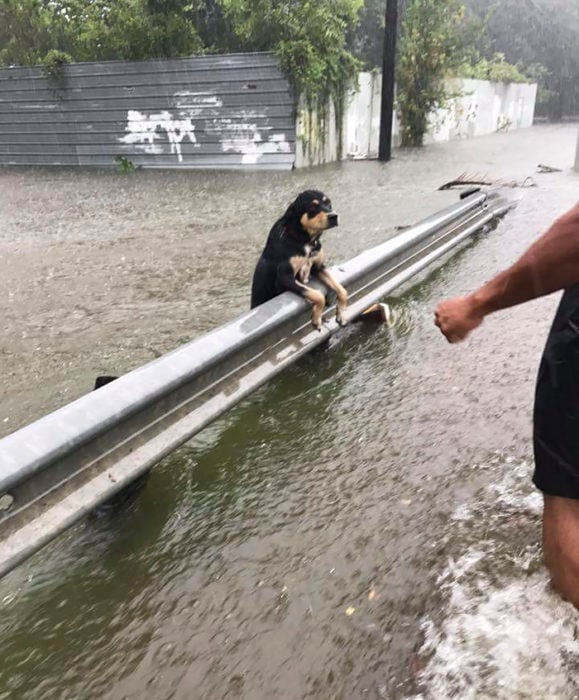 perrito ahogándose inundación harvey