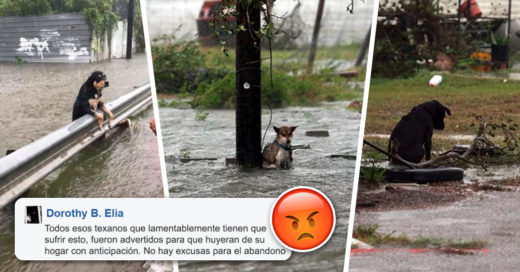 Cover Abandonaron a sus perritos tras el paso del Huracan Harvey