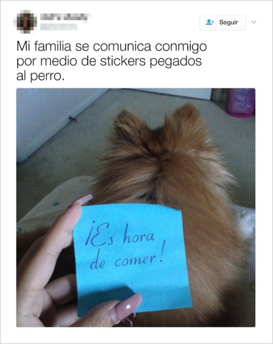 perro es hora de comer tuit