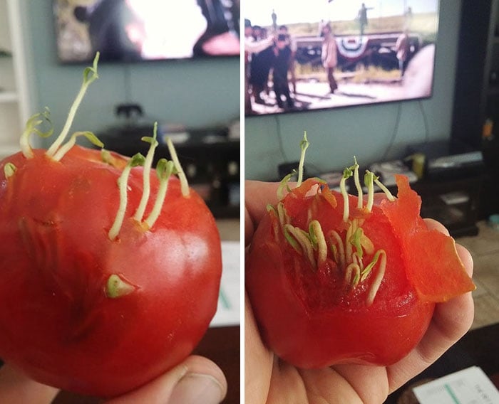 semillas brotando en un tomate