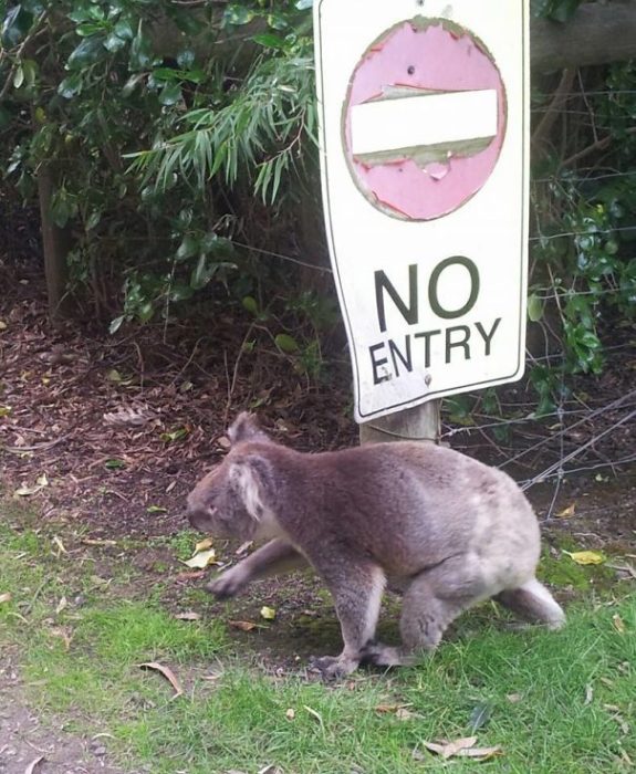 koala 