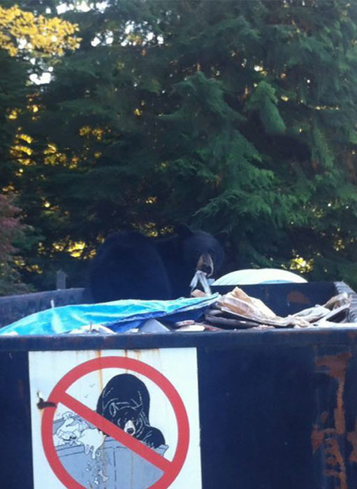 oso hurgando en la basura