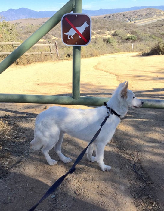 perro blanco correa