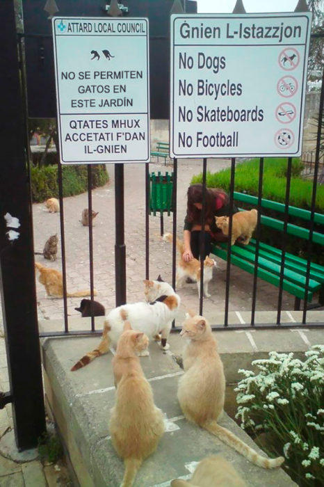 parque lleno de gatos