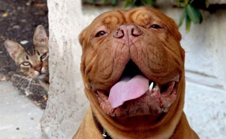 pitbull sonriendo gato enojado