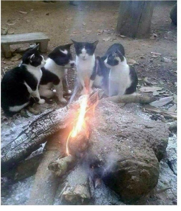 tres gatos y un perro