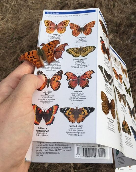 mariposa monarca 