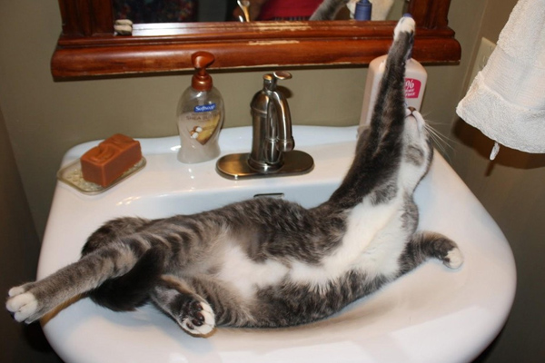 gato contorsionista
