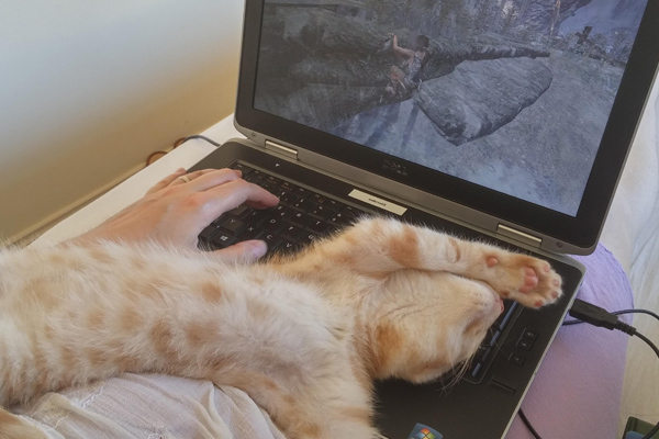 gato sobre ordenador