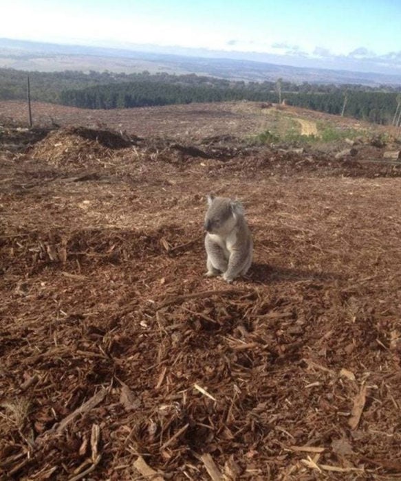 Habitat de koala sin árboles