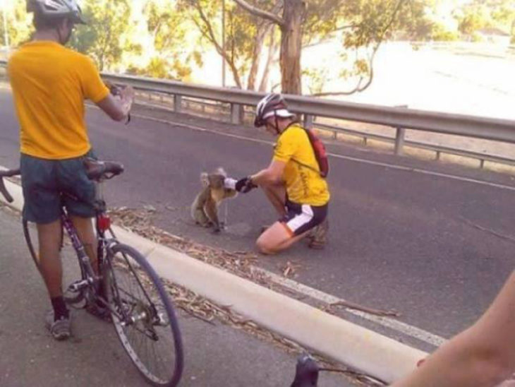Ciclistas dan agua a koala