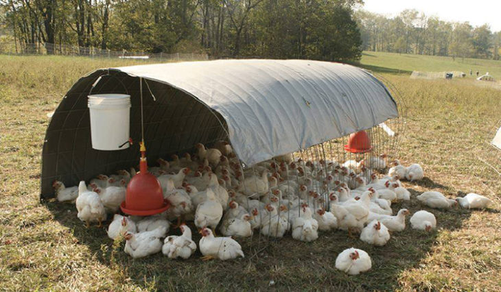 Gallinas buscan sombra