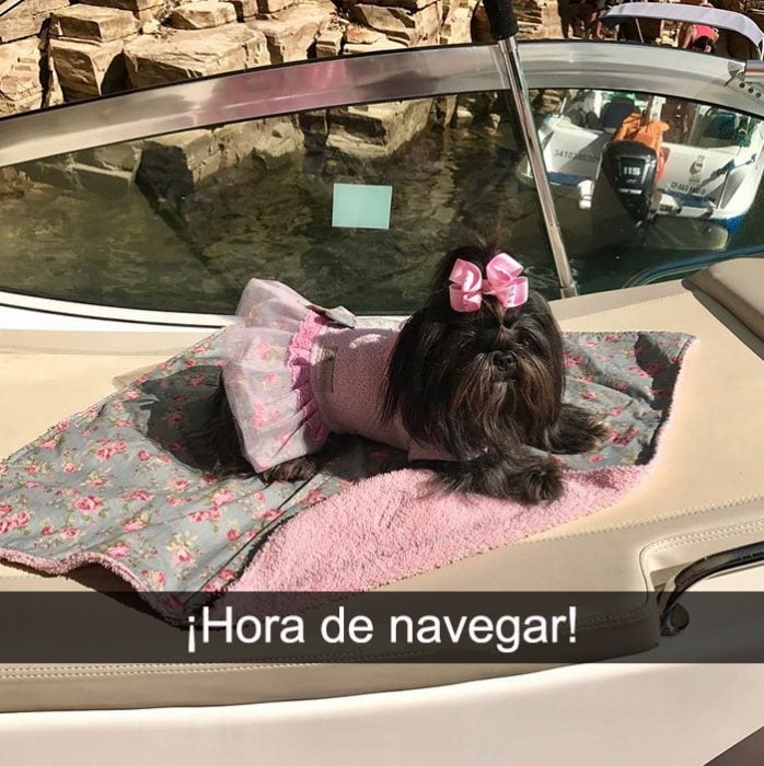 PERRITA NAVEGANDO