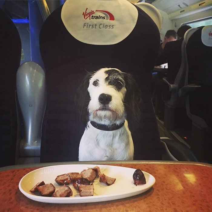 perro comida avión