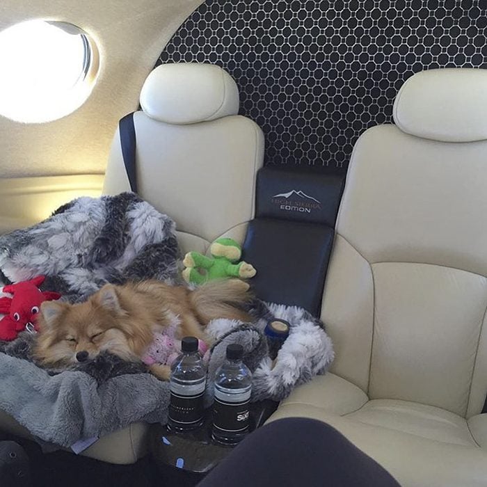 perro en jet privado