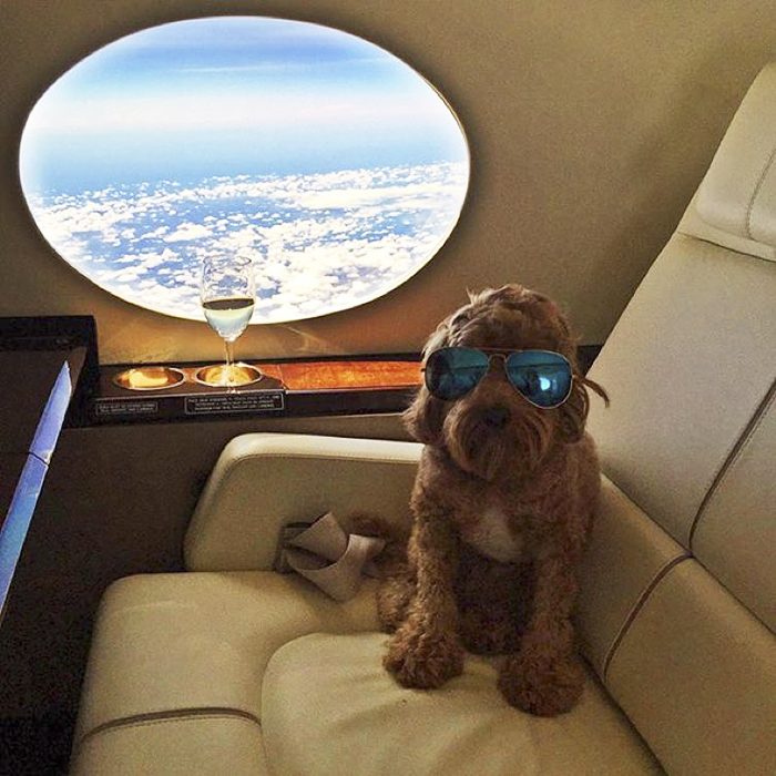 perro jet privado