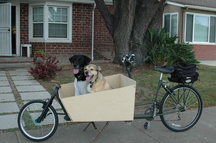 perros en bicicleta