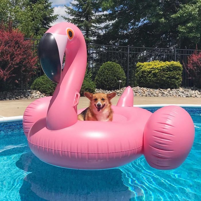 corgie inflable flamingo