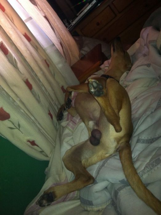 perro dormido en la cama