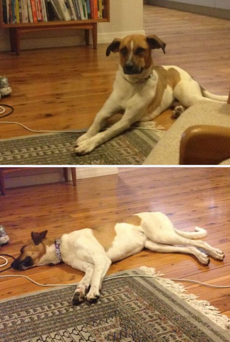 perro con las patas en la alfombra