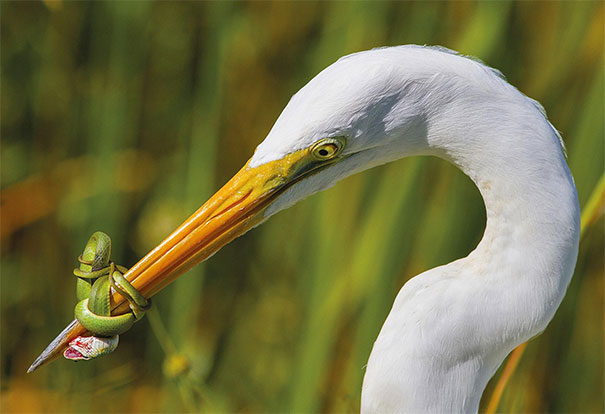 garza serpiente en el pico
