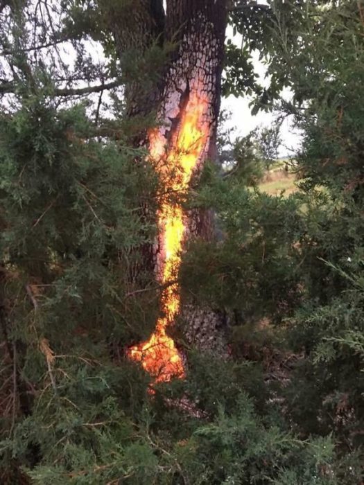 ÁRBOL EN LLAMAS