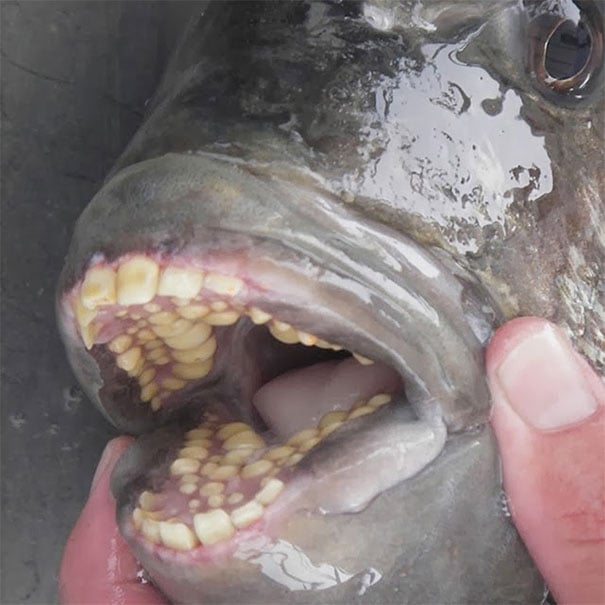 dientes en un pez