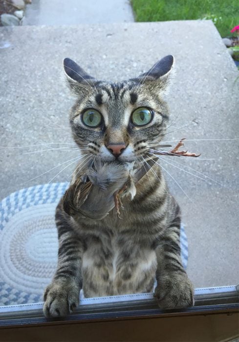 Gato regalo tortuga