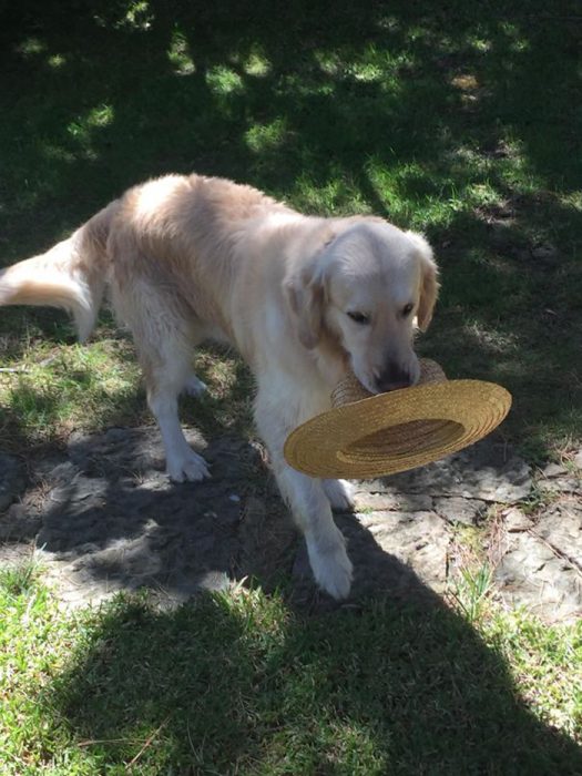 Perro regalo sombrero