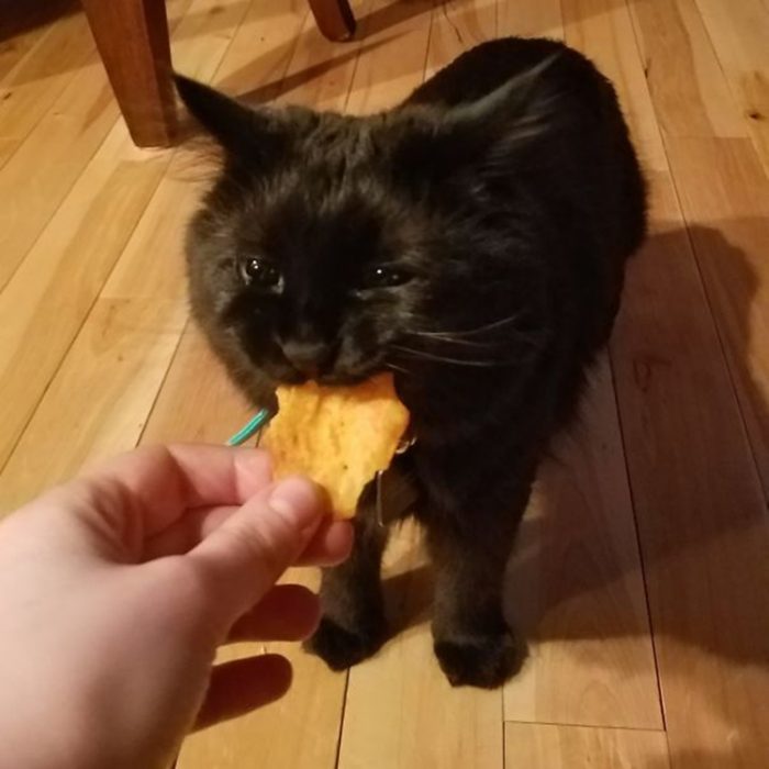 Gato regalo papita